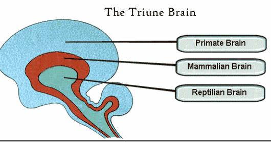 How the Human Brain Works